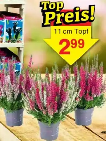 Wiglo Wunderland Besenheide Angebot
