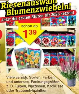 Wiglo Wunderland Riesenauswahl Blumenzwiebeln Angebot