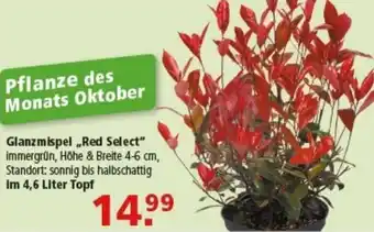 Multi Markt Glanzmispel „Red Select" Angebot