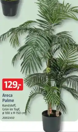 Bauhaus Areca Palme Angebot