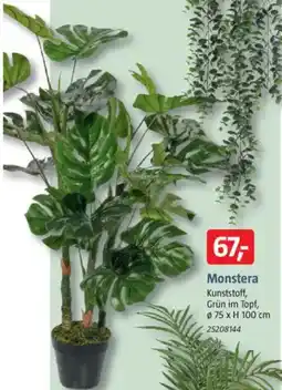 Bauhaus Monstera Angebot