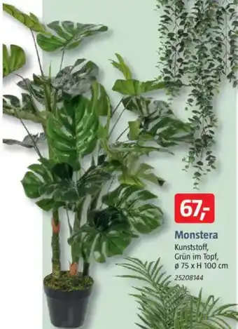 Bauhaus Monstera Angebot