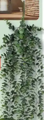 Bauhaus Eukalyptus Angebot
