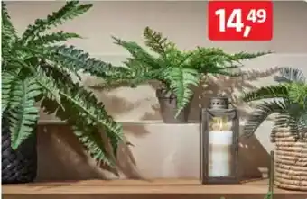 Bauhaus Farn Angebot