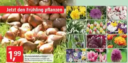 Bauhaus Blumenzwiebelsortiment Angebot
