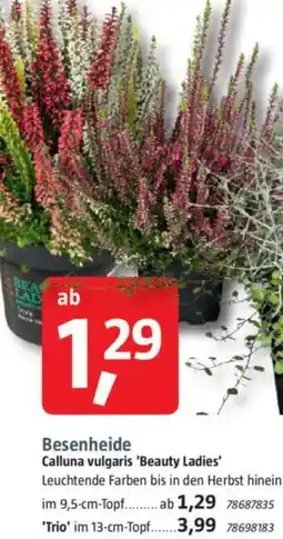 Bauhaus Besenheide Calluna vulgaris 'Beauty Ladies' Angebot