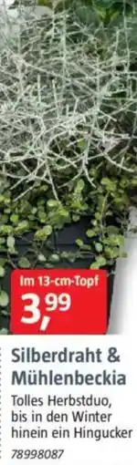 Bauhaus Silberdraht & Mühlenbeckia Angebot