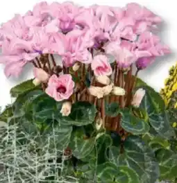 Bauhaus Alpen- veilchen Cyclamen Illusia Angebot