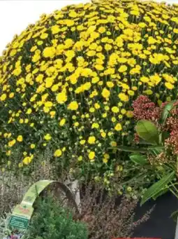 Bauhaus Chrysantheme Busch 'Premium' Angebot
