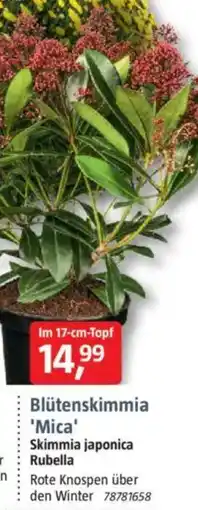 Bauhaus Blütenskimmia 'Mica' Skimmia japonica Rubella Angebot