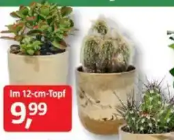 Bauhaus Kaktus/Sukkulente 'Marble' Angebot