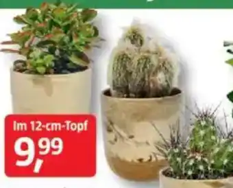 Bauhaus Kaktus/Sukkulente 'Marble' Angebot