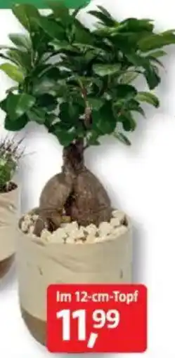 Bauhaus Ginseng Bonsai 'Marble' Angebot