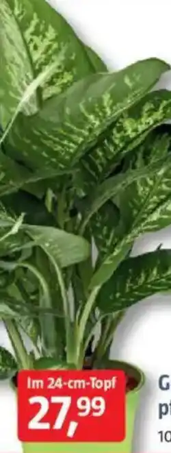 Bauhaus Dieffenbachie Dieffenbachia maculata Angebot