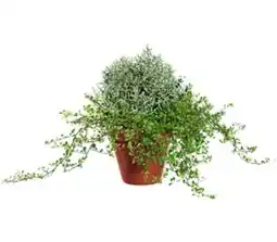 Kaufland Mühlenbeckia und Silberdraht Angebot