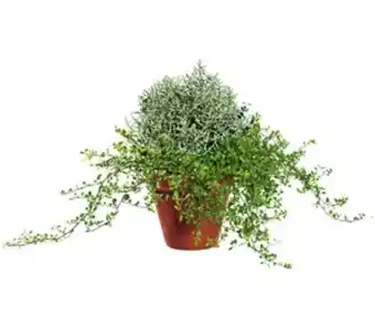 Kaufland Mühlenbeckia und Silberdraht Angebot