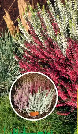 Hagebau Garden Girls Calluna vulgaris Angebot