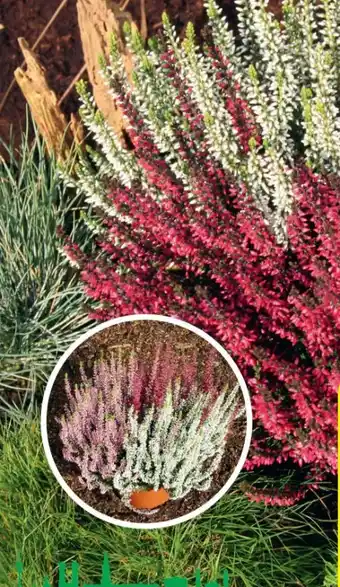 Hagebau Garden Girls Calluna vulgaris Angebot