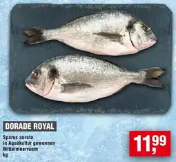 Handelshof Dorade royal Angebot