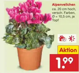 Netto Marken-Discount Alpenveilchen Angebot