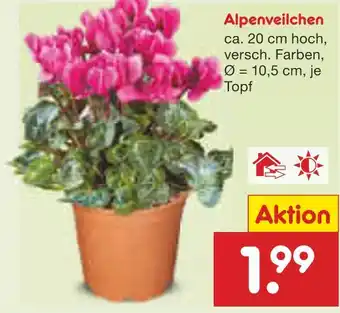 Netto Marken-Discount Alpenveilchen Angebot
