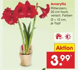 Netto Marken-Discount Amaryllis Angebot