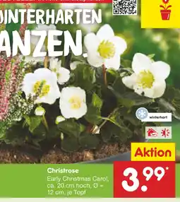 Netto Marken-Discount Christrose Angebot