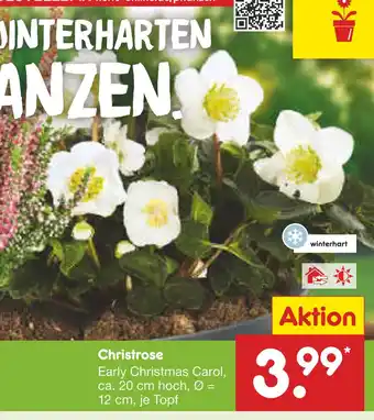 Netto Marken-Discount Christrose Angebot