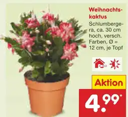 Netto Marken-Discount Weihnachtskaktus Angebot