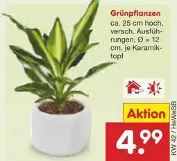 Netto Marken-Discount Grünpflanzen Angebot
