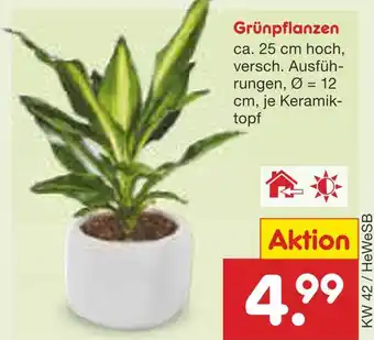 Netto Marken-Discount Grünpflanzen Angebot
