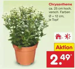 Netto Marken-Discount Chrysantheme Angebot