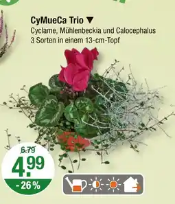 V Markt Cymueca trio Angebot