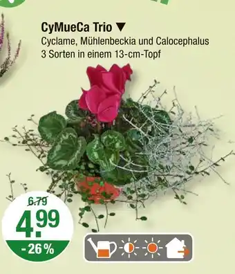 V Markt Cymueca trio Angebot