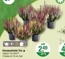 V Markt Knospenheide trio Angebot