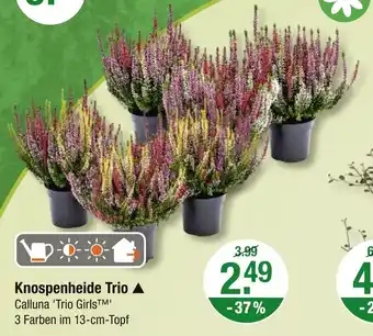 V Markt Knospenheide trio Angebot
