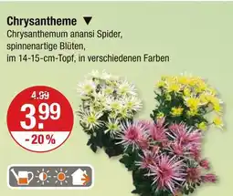 V Markt Chrysantheme Angebot
