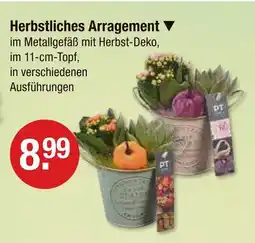 V Markt Herbstliches arrangement Angebot