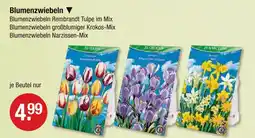 V Markt Blumenzwiebeln rembrandt tulpe im mix Angebot