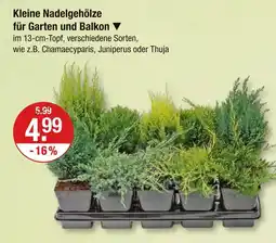V Markt Kleine nadelgehölze für garten und balkon Angebot