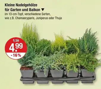 V Markt Kleine nadelgehölze für garten und balkon Angebot