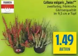 diska Calluna vulgaris „Twins" Angebot