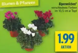 diska Alpenveilchen Angebot