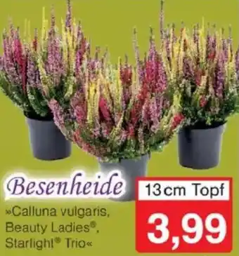 Jawoll Besenheide Angebot