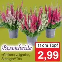 Jawoll Besenheide Angebot