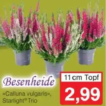 Jawoll Besenheide Angebot