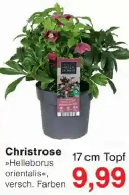 Jawoll Christrose Angebot