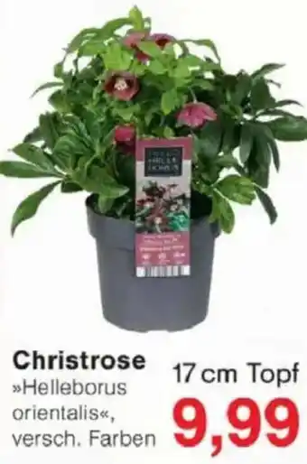 Jawoll Christrose Angebot