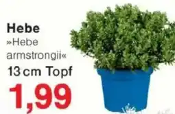Jawoll Hebe Angebot