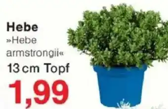 Jawoll Hebe Angebot